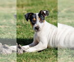 Small #16 Basenji-Rat Terrier Mix