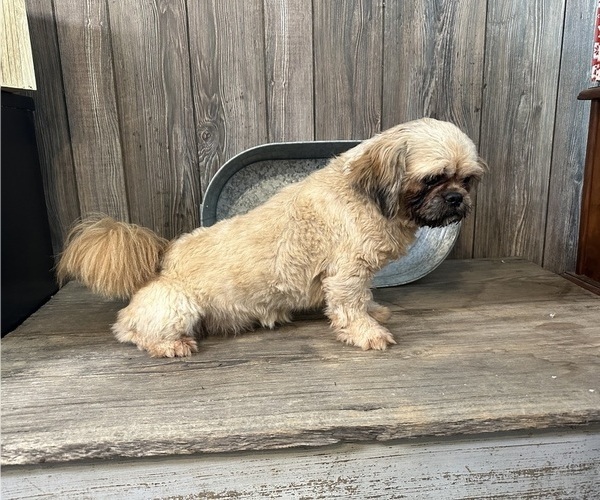 Medium Photo #1 Shih Tzu Puppy For Sale in HARDY, AR, USA