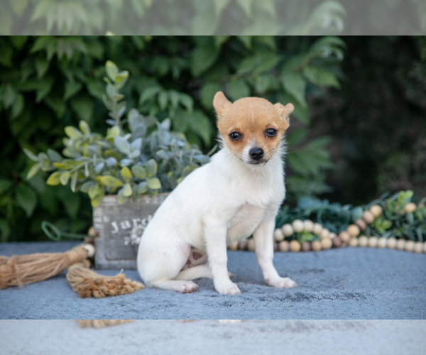 Medium Photo #7 Chihuahua Puppy For Sale in SALEM, IN, USA