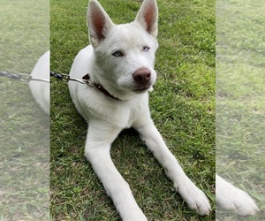 Alaskan Husky-Siberian Husky Mix Dogs for adoption in CHARLOTTE, NC, USA