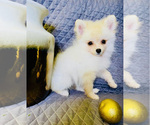 Small Photo #3 Pomeranian Puppy For Sale in HOLLYWOOD, FL, USA
