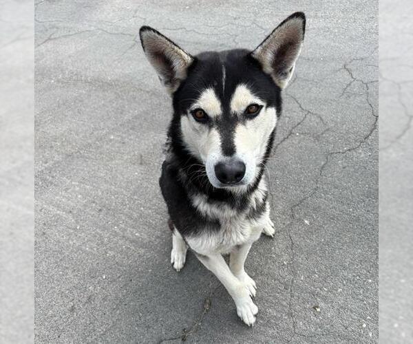 Medium Photo #1 Siberian Husky Puppy For Sale in Camarillo, CA, USA