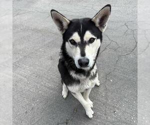 Siberian Husky Dogs for adoption in Camarillo, CA, USA