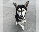 Small Siberian Husky