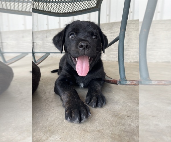 Medium Photo #11 Golden Retriever-Rottweiler Mix Puppy For Sale in MARION, KS, USA