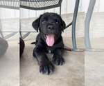 Small #10 Golden Retriever-Rottweiler Mix