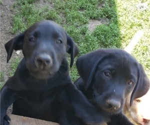Medium Labrador Retriever