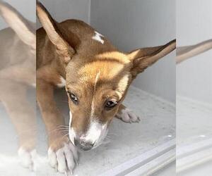 Basenji-Unknown Mix Dogs for adoption in Houston, TX, USA