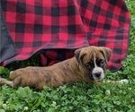 Small #1 Boxer
