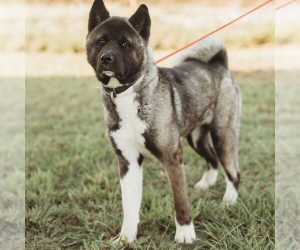 Medium Photo #2 Akita Puppy For Sale in Pottstown, PA, USA