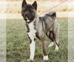 Small #1 Akita