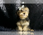 Small Photo #52 Morkie Puppy For Sale in WARSAW, IN, USA