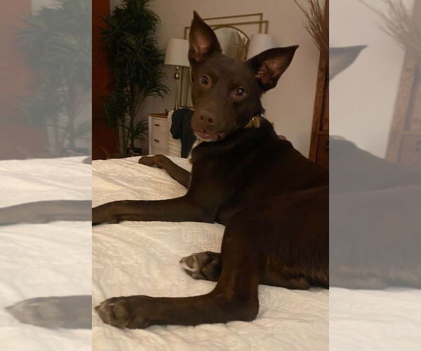 Medium Photo #14 Mutt Puppy For Sale in Crystal, MN, USA