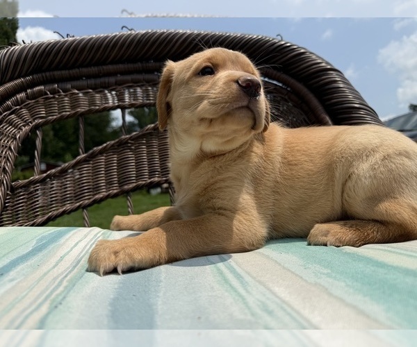 Medium Photo #16 Labrador Retriever Puppy For Sale in SPOTSYLVANIA, VA, USA