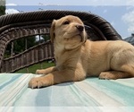 Small Photo #16 Labrador Retriever Puppy For Sale in SPOTSYLVANIA, VA, USA
