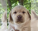 Puppy Drk Yellow Male Labrador Retriever