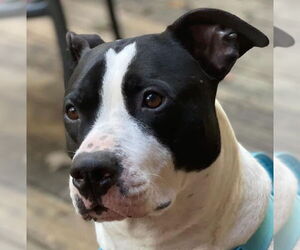 Boxer Dogs for adoption in Parker Ford, PA, USA