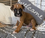 Small Photo #69 Boxer Puppy For Sale in GOSHEN, IN, USA