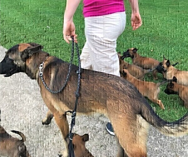 Medium Photo #2 Belgian Malinois Puppy For Sale in WEST PLAINS, MO, USA
