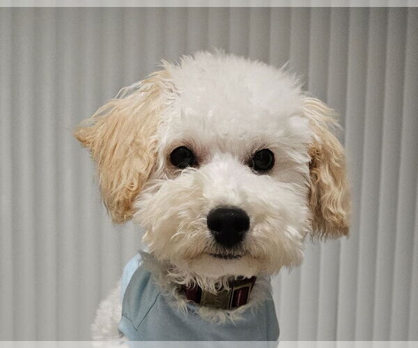 Medium Photo #1 Cock-A-Poo Puppy For Sale in Wheaton, IL, USA