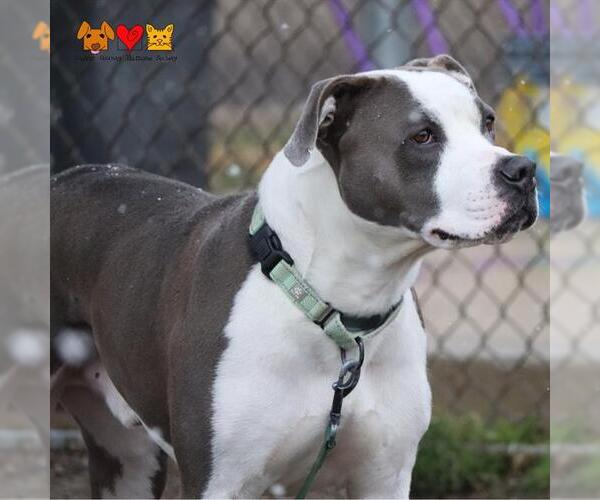 Medium Photo #1 American Pit Bull Terrier-Unknown Mix Puppy For Sale in Center Township, PA, USA