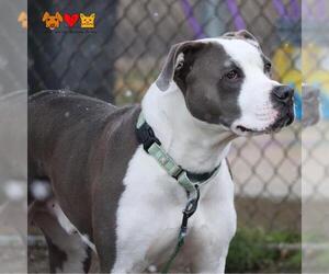 American Pit Bull Terrier-Unknown Mix Dogs for adoption in Center Township, PA, USA