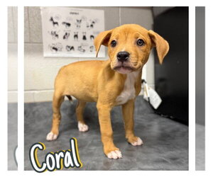 American Staffordshire Terrier-Unknown Mix Dogs for adoption in Pierceton , IN, USA