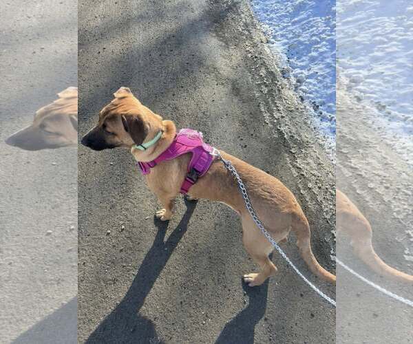 Medium Photo #18 German Shepherd Dog-Unknown Mix Puppy For Sale in Sebec, ME, USA