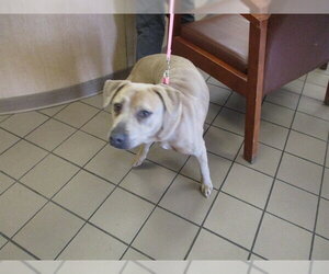 Labrador Retriever-Unknown Mix Dogs for adoption in Ocala, FL, USA