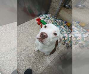 Mutt Dogs for adoption in Martinsburg, WV, USA