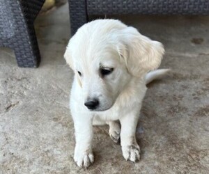 English Cream Golden Retriever Puppy for sale in MERIDIAN, ID, USA