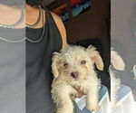 Small #1 Biewer Yorkie