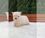 Small #2 French Bulldog