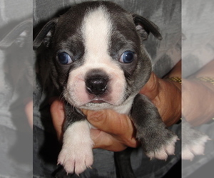 Boston Terrier Puppy for sale in BEND, OR, USA