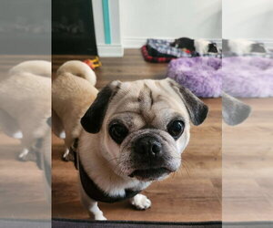 Pug Dogs for adoption in Brights Grove, Ontario, Canada