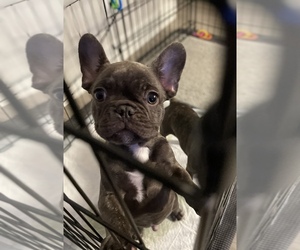 French Bulldog Puppy for sale in CHINO HILLS, CA, USA