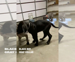 Small Photo #1 Great Dane Puppy For Sale in NORCO, CA, USA