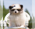 Small Photo #13 Pomeranian Puppy For Sale in WARSAW, IN, USA