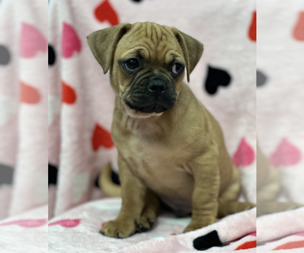 Medium Photo #2 Daug Puppy For Sale in Weston, FL, USA