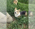 Small #1 Pembroke Welsh Corgi