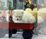 Small #5 Pomeranian