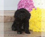 Small Cavapoo