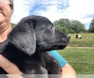 Labrador Retriever Puppy for sale in MIDLAND, NC, USA