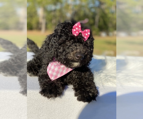 Medium Photo #13 Goldendoodle Puppy For Sale in FROSTPROOF, FL, USA