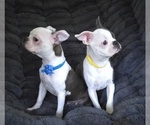 Small #9 Boston Terrier