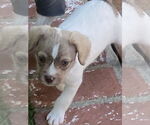 Small #8 Mutt
