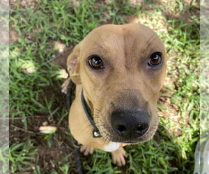 Dachshund-Unknown Mix Dogs for adoption in Sparta, TN, USA