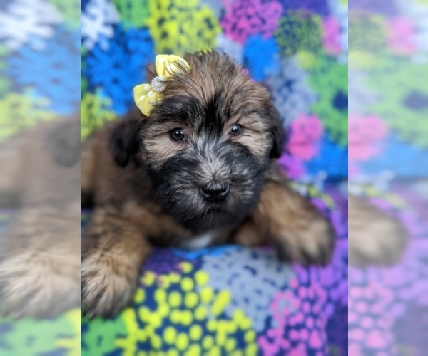 Medium Photo #6 Soft Coated Wheaten Terrier Puppy For Sale in PARADISE, PA, USA
