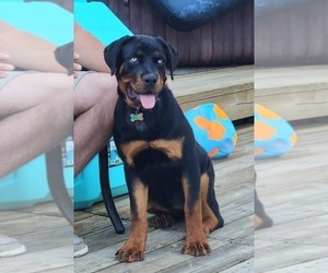 Mother of the Rottweiler puppies born on 04/09/2025