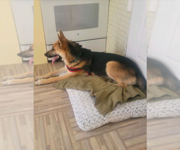 Medium Photo #2 German Shepherd Dog-Unknown Mix Puppy For Sale in Lake Forest, CA, USA